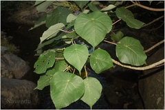 Macaranga indica
